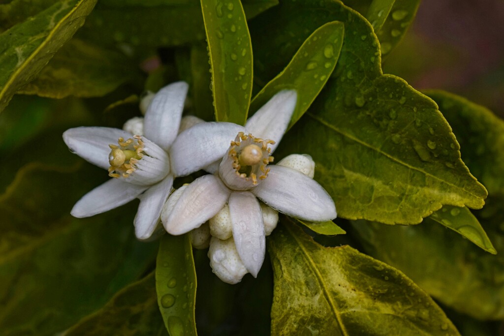 3 15 Rainy Citrus Flowers by sandlily
