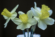 14th Mar 2024 - Return of the Daffodils