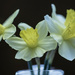 Return of the Daffodils by skipt07