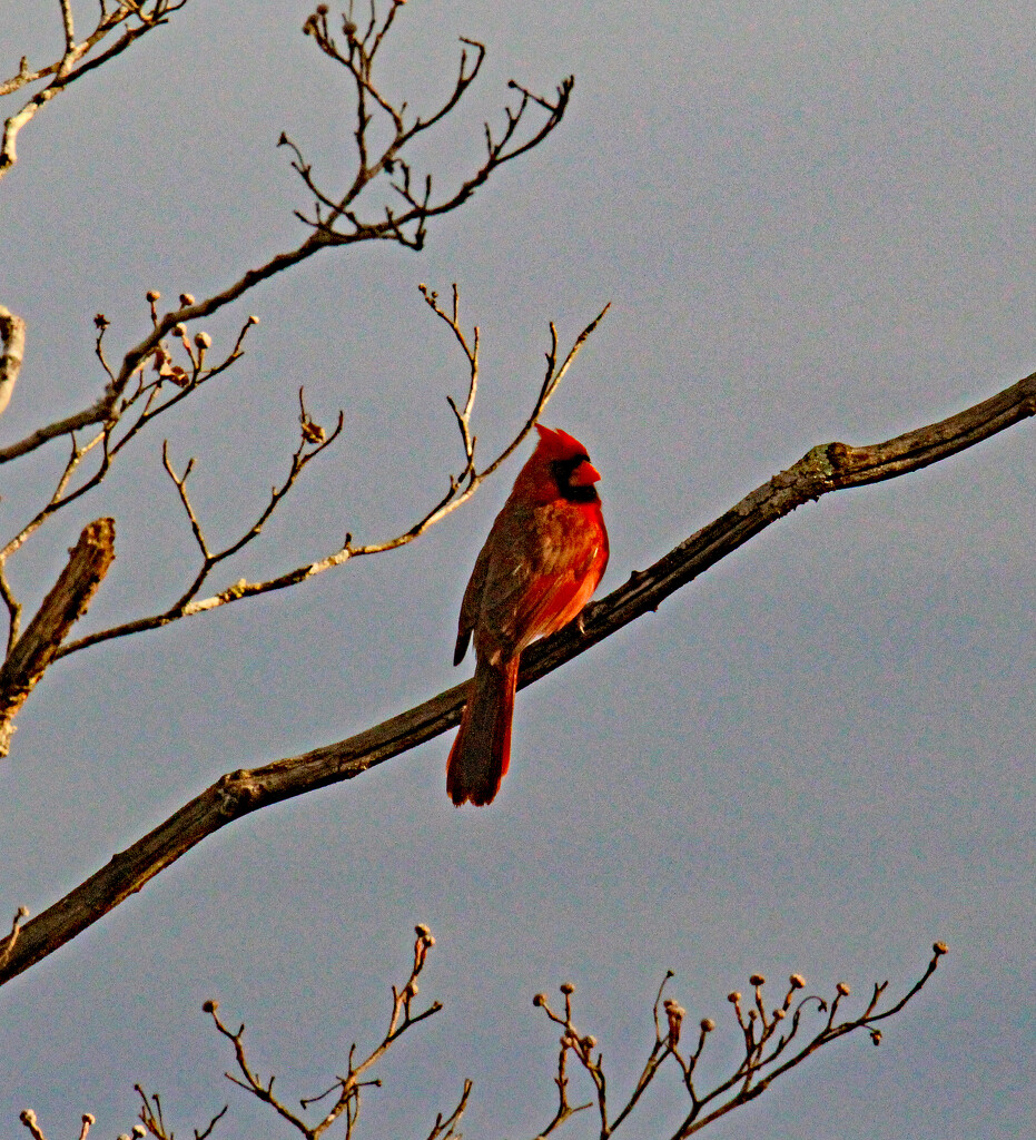 March 11 Cardinal IMG_8652AA by georgegailmcdowellcom