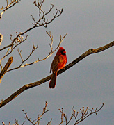 11th Mar 2024 - March 11 Cardinal IMG_8652AA