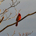 March 11 Cardinal IMG_8652AA by georgegailmcdowellcom