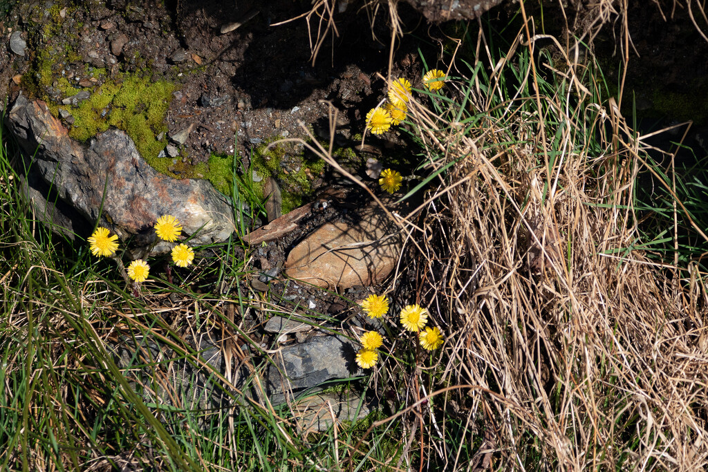 Coltsfoot by lifeat60degrees