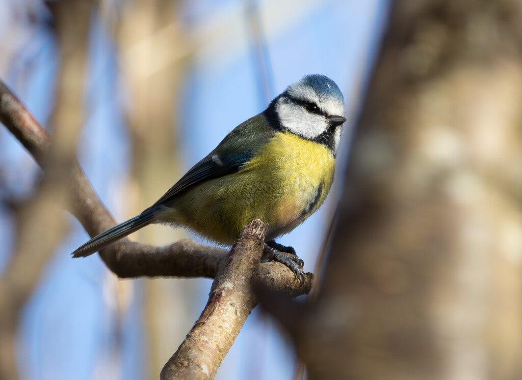 Blue Tit by lifeat60degrees