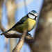 Blue Tit by lifeat60degrees