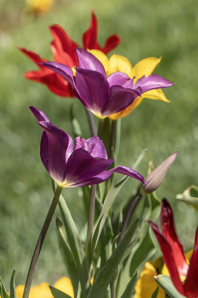 Tulips 1 by k9photo