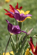 14th Mar 2024 - Tulips 1