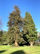 15th Mar 2024 - Beautiful old trees