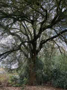 14th Mar 2024 - Fabulous old tree