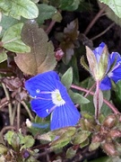 16th Mar 2024 - Blue Flowers