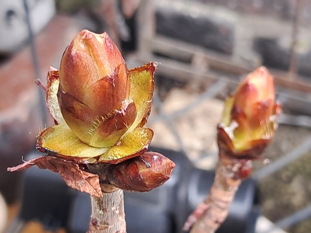 Day 76/366. Horse chestnut buds.  by fairynormal