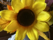 13th Mar 2024 - Yellow flower