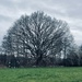 A big tree! by kitkat365