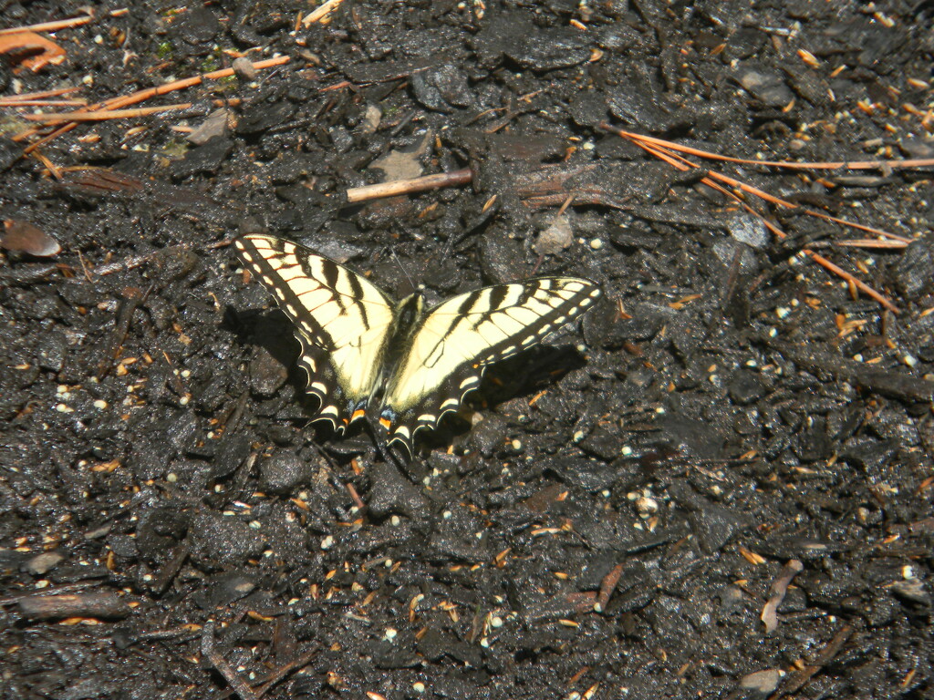 Butterfly in Backyard  by sfeldphotos