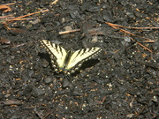 16th Mar 2024 - Butterfly in Backyard 