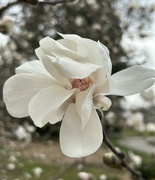 16th Mar 2024 - Magnolia 