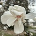 Magnolia  by dolores