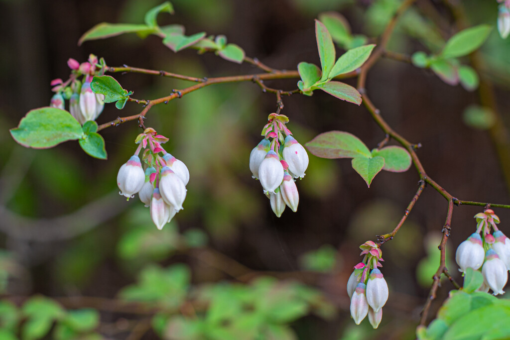 Blueberry blooms... by thewatersphotos