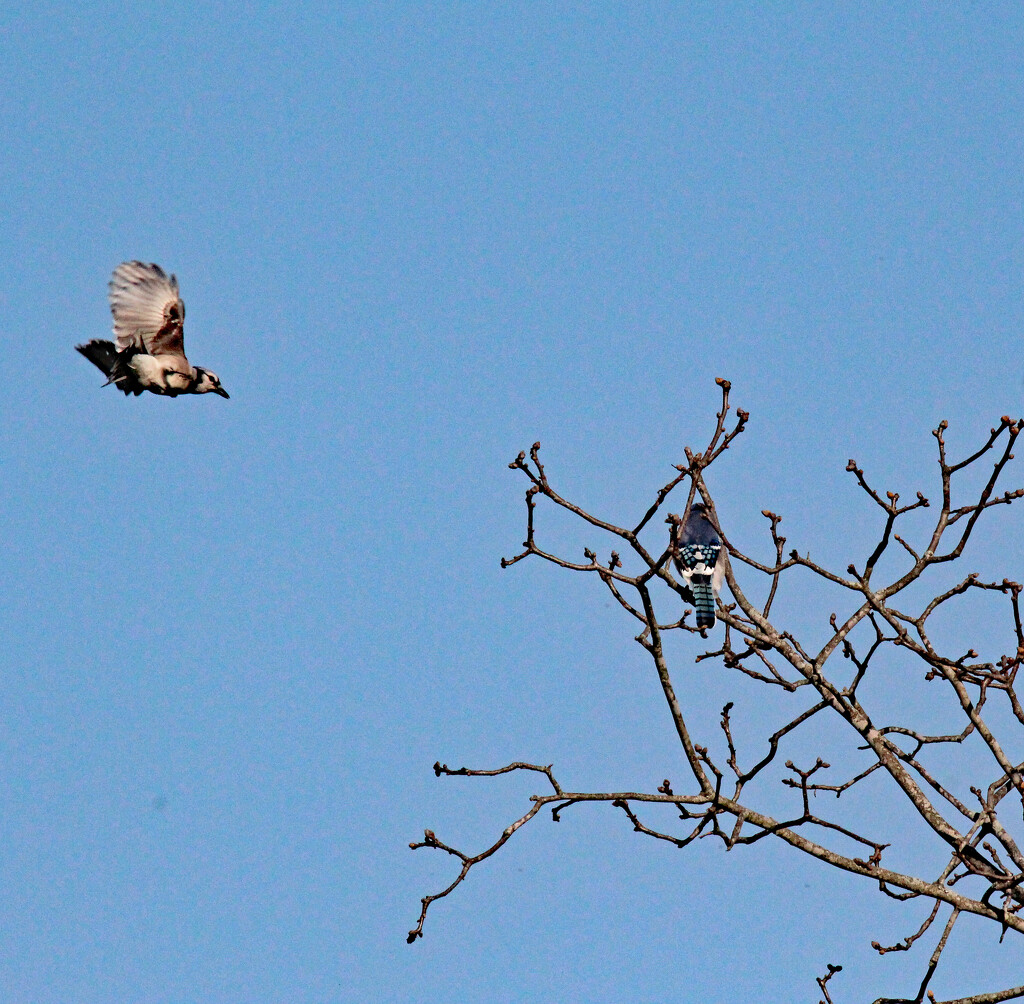 March 14 Blue Jay Incoming IMG_8664AAA by georgegailmcdowellcom