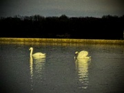 16th Mar 2024 - Night Swans