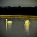 Night Swans by jmdeabreu