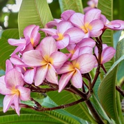 16th Mar 2024 - Frangipani