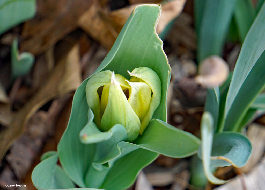Tulip unfolding by larrysphotos