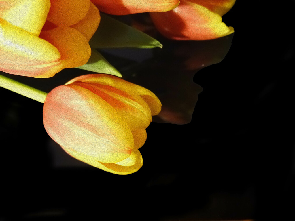 Tulips by joansmor