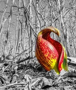 16th Mar 2024 - Pop Goes the Skunk Cabbage