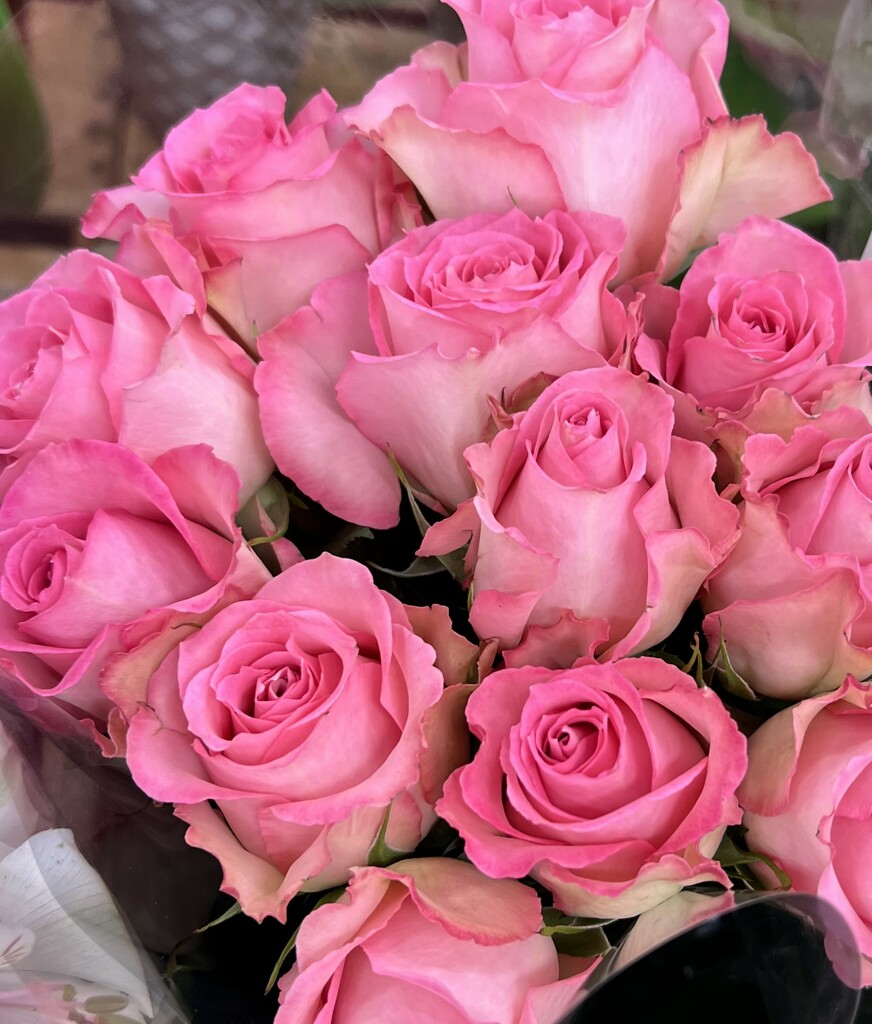 Bright Pink Roses by peekysweets