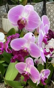 15th Mar 2024 - Fuchsia Orchids