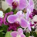 Fuchsia Orchids by peekysweets