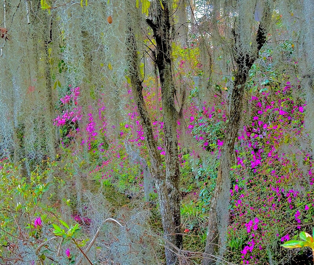 Spring Woodland by congaree
