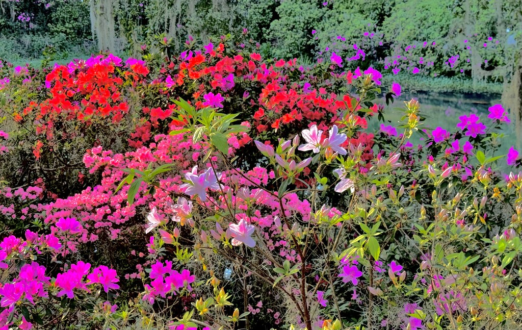 Multi-colored azaleas by congaree