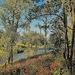 Middleton Place Gardens by congaree