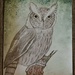 Day 76: Screech Owl by jeanniec57