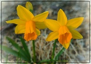 16th Mar 2024 - The First Daffodils of 2024