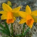 The First Daffodils of 2024 by olivetreeann