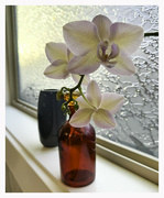 10th Mar 2024 - My Blooming Orchid