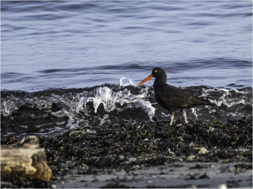 The Oyster Catcher by sandy2017