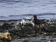 13th Mar 2024 - The Oyster Catcher