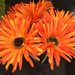 Orange silk flowers