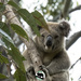 macho man Valentine by koalagardens