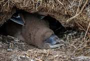 16th Mar 2024 - Baby little penguin moulting