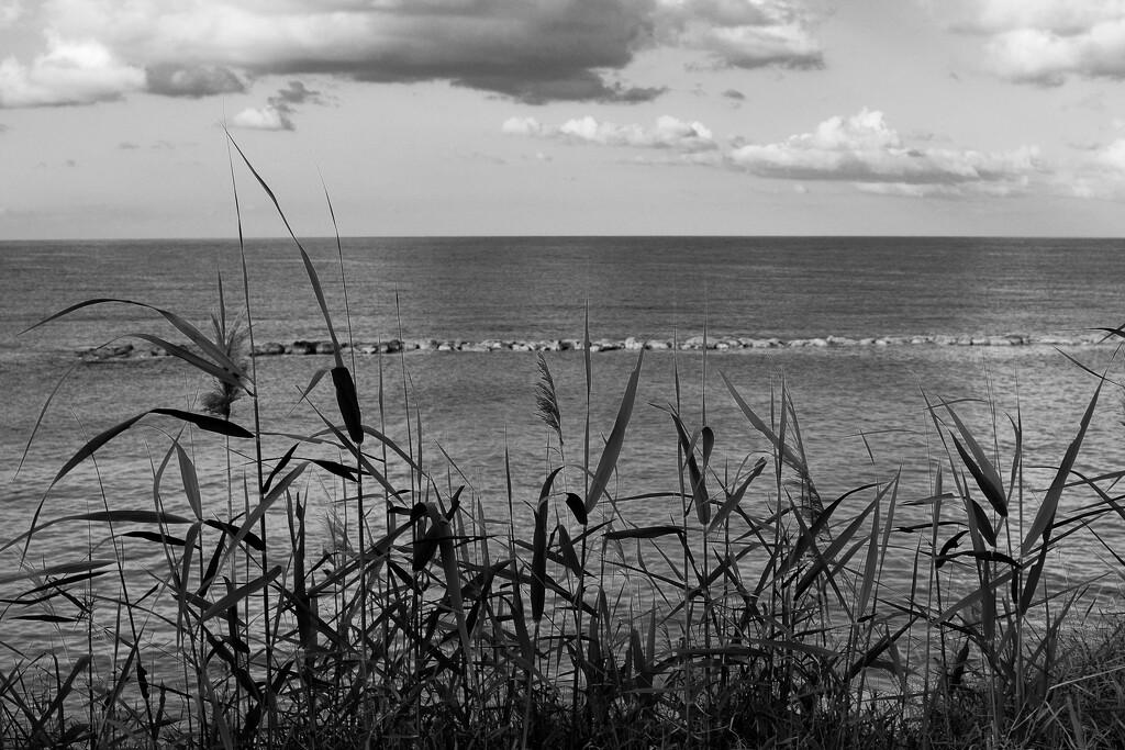 Sea shore grasses by tiaj1402