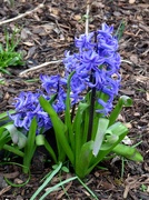 16th Mar 2024 - Blue Hyacinths