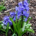 Blue Hyacinths by arkensiel