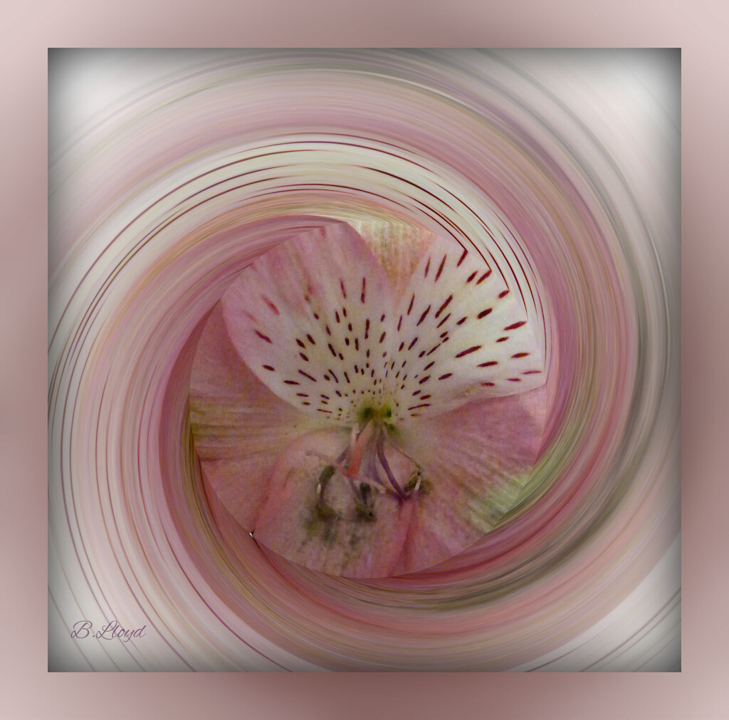 Alstroemeria - twirl  by beryl