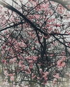 17th Mar 2024 - Blossom