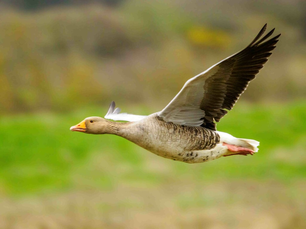 Low flying goose.  by padlock